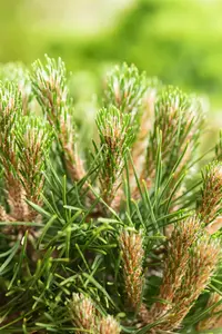 Pinus 'Gaelle Br?geon'(Bambino) - 40 CM STEM C25 - image 1
