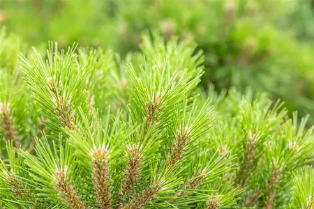 Pinus 'Gaelle Br?geon'(Bambino) - 40 CM STEM C7.5 - image 3