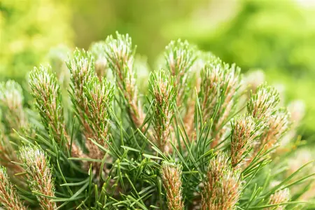 Pinus 'Gaelle Br?geon'(Bambino) - 40 CM STEM C25 - image 2