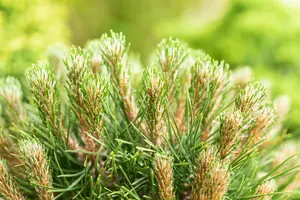 Pinus 'Gaelle Br?geon'(Bambino) - 40 CM STEM C25 - image 2