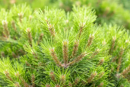 Pinus 'Gaelle Br?geon'(Bambino) - 40 CM STEM C25 - image 4