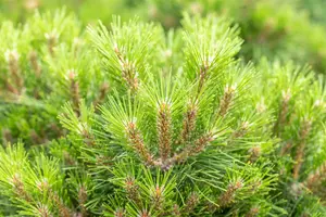 Pinus 'Gaelle Br?geon'(Bambino) - 40 CM STEM C25 - image 4