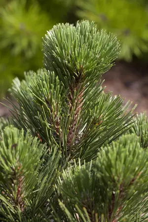 Pinus heldreichii - 10 Ltr pot - image 1
