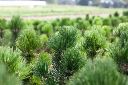 Pinus heldreichii - 10 Ltr pot - image 4