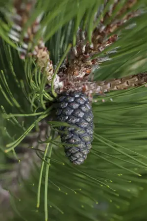 Pinus heldreichii 'Compact Gem' - 25-30 CM C2.5 - image 2