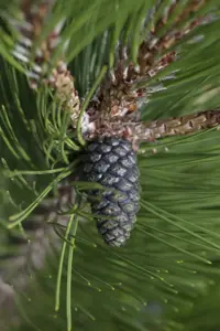 Pinus heldreichii 'Compact Gem' - 25-30 CM C2.5 - image 2