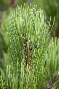 Pinus heldreichii 'Compact Gem' - 25-30 CM C2.5 - image 5