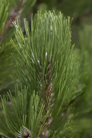 Pinus heldreichii 'Compact Gem' - 25-30 CM C5 - image 3