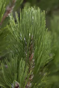 Pinus heldreichii 'Compact Gem' - 25-30 CM C5 - image 3