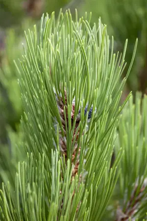 Pinus heldreichii 'Compact Gem' - 25-30 CM C5 - image 5