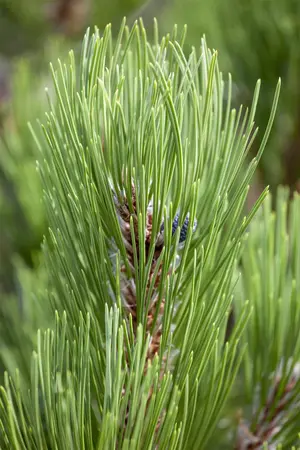 Pinus heldreichii 'Compact Gem' - 50-60 CM C30 - image 5
