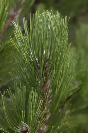 Pinus heldreichii 'Compact Gem' - 40-50 CM C15 - image 3