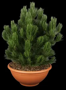 Pinus heldreichii 'Compact Gem'
