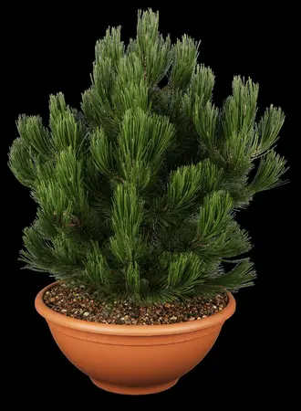 Pinus heldreichii 'Compact Gem' - 40-50 CM C15 - image 1