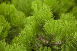 Pinus heldreichii 'Compact Gem' - 25-30 CM C5 - image 4