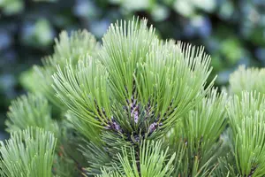 Pinus heldreichii 'Compact Gem' - 20-30 CM C2 - image 5