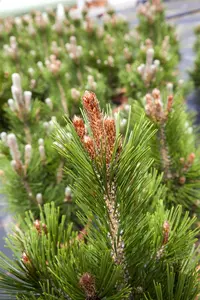 Pinus heldreichii 'Little Dracula' - 80-90 CM C25 - image 5