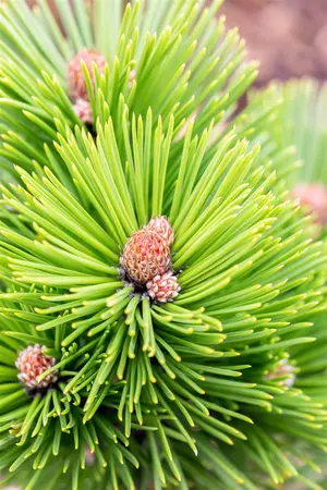 Pinus heldreichii 'Little Dracula'  - 80-90 CM C25 - image 3