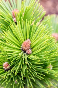 Pinus heldreichii 'Little Dracula'  - 80-90 CM C25 - image 3