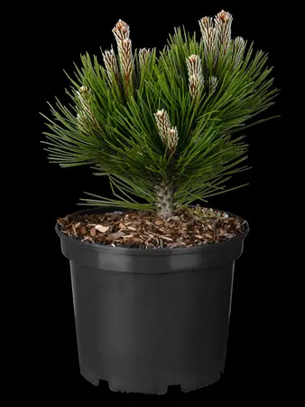 Pinus heldreichii 'Little Dracula'  - 80-90 CM C25 - image 4