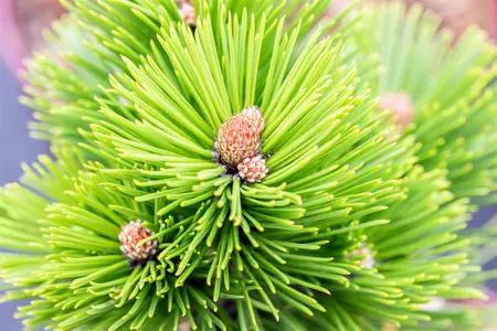 Pinus heldreichii 'Little Dracula'  - 80-90 CM C25 - image 2