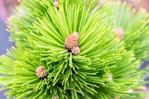 Pinus heldreichii 'Little Dracula'  - 80-90 CM C25 - image 2