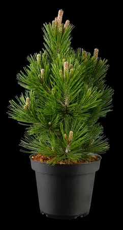 Pinus heldreichii 'Little Dracula'  - 80-90 CM C25 - image 5