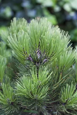 Pinus heldreichii 'Malinki' - 80-100 CM C35 - image 2