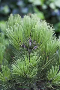 Pinus heldreichii 'Malinki' - 80-100 CM C35 - image 2