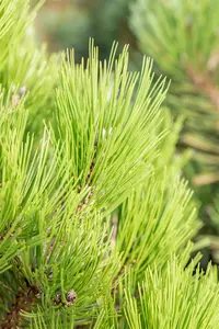 Pinus heldreichii 'Malinki' - 40-50 CM C12 - image 5