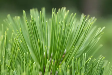 Pinus heldreichii 'Malinki' - 80-100 CM C35 - image 3