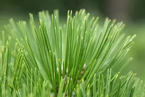 Pinus heldreichii 'Malinki' - 80-100 CM C35 - image 3