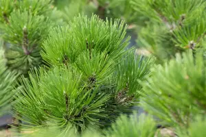 Pinus heldreichii 'Malinki' - 80-100 CM C35 - image 4