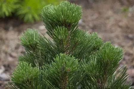 Pinus heldreichii 'Malinki' - 80-100 CM C35 - image 5