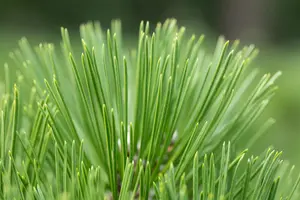 Pinus heldreichii 'Malinki' - 40-50 CM C15 - image 3