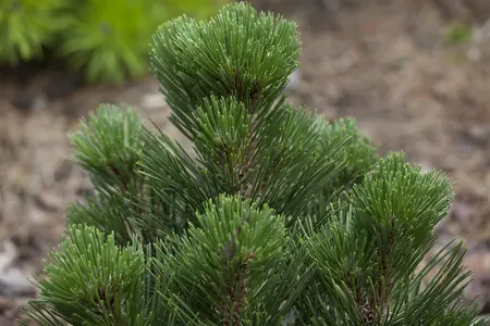 Pinus heldreichii 'Malinki' - 40-50 CM C15 - image 5