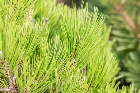 Pinus heldreichii 'Malinki' - 40-50 CM C12 - image 4