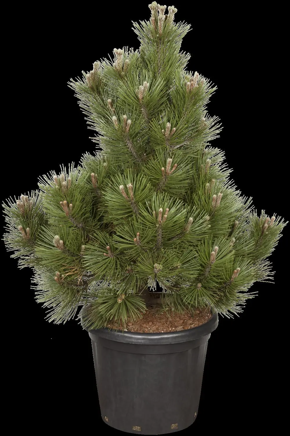 Pinus heldreichii 'Malinki' - 25-30 CM C7.5