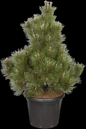 Pinus heldreichii 'Malinki' - 30-40 CM C7.5 - image 1