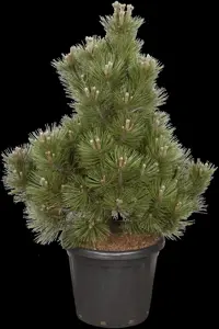 Pinus heldreichii 'Malinki' - 80-100 CM C35 - image 5
