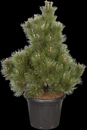 Pinus heldreichii 'Malinki' - 40-50 CM C15 - image 1