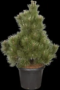 Pinus heldreichii 'Malinki' - 40-50 CM C15 - image 5