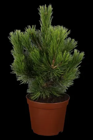 Pinus heldreichii 'Zwerg Schneverdingen' - 30-40 CM C7.5 - image 1