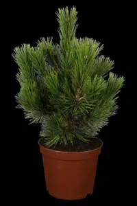 Pinus heldreichii 'Zwerg Schneverdingen'