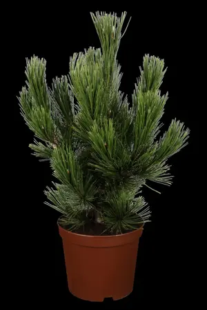 Pinus heldreichii 'Zwerg Schneverdingen' - 30-40 CM C7.5 - image 2