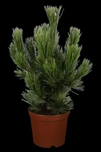 Pinus heldreichii 'Zwerg Schneverdingen' - 30-40 CM C7.5 - image 2