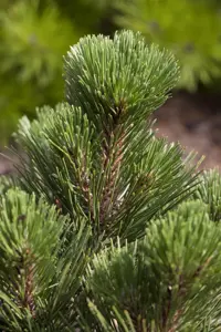 Pinus heldreichii 'Zwerg Schneverdingen' - 30-40 CM C7.5 - image 3
