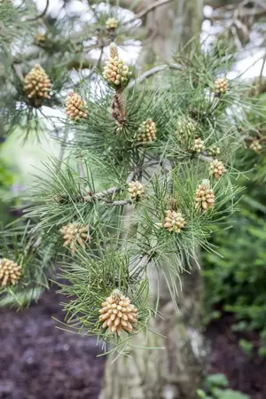 Pinus heldreichii 'Zwerg Schneverdingen' - 30-40 CM C7.5 - image 4