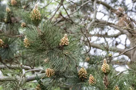 Pinus heldreichii 'Zwerg Schneverdingen' - 30-40 CM C7.5 - image 5