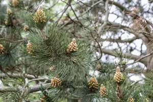 Pinus heldreichii 'Zwerg Schneverdingen' - 30-40 CM C7.5 - image 5
